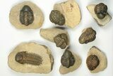 Lot - Bargain Trilobite Fossils From Morocco - Pieces #229642-1